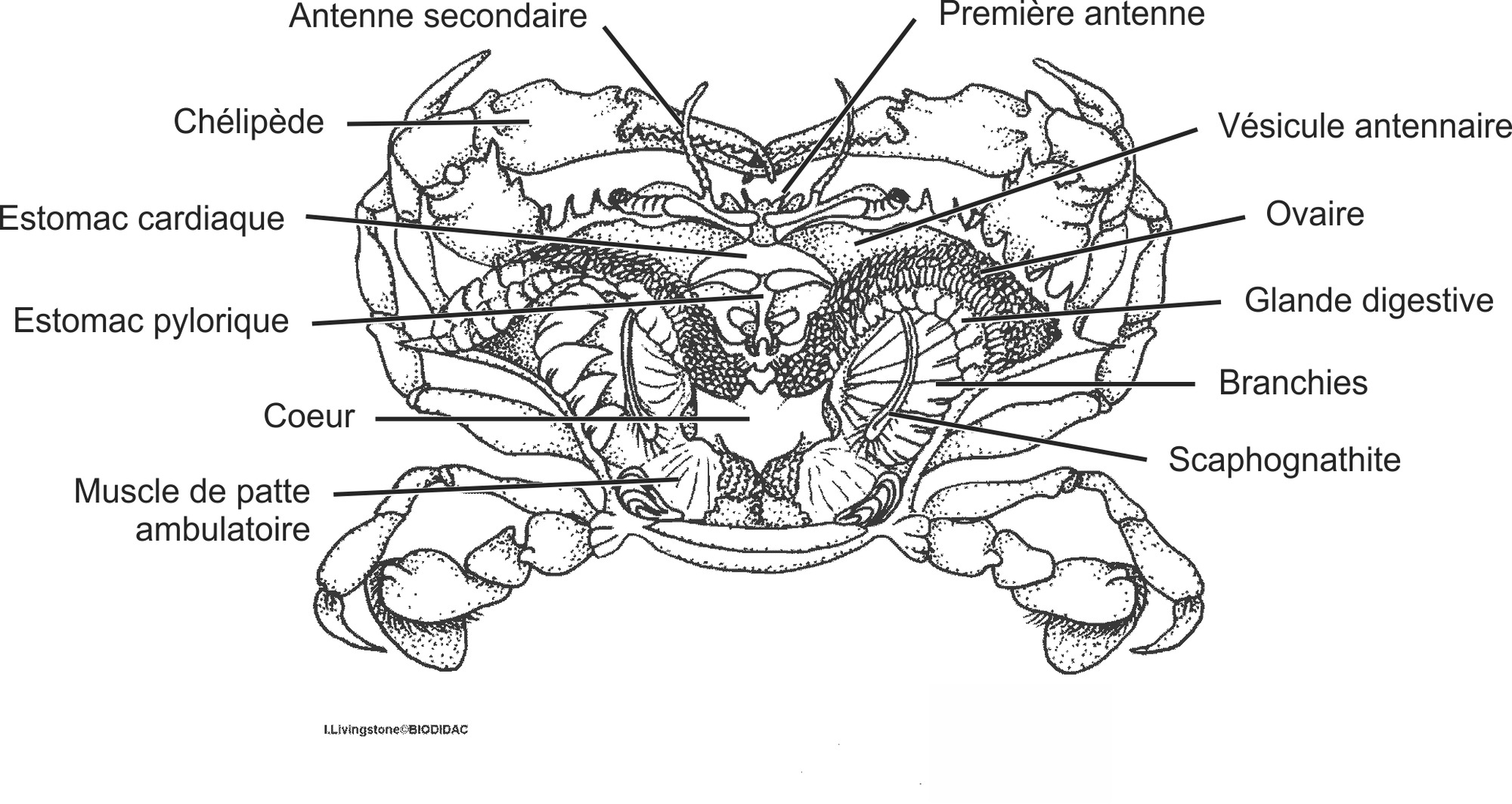 crus039b-FR.png crus039b-FR.png