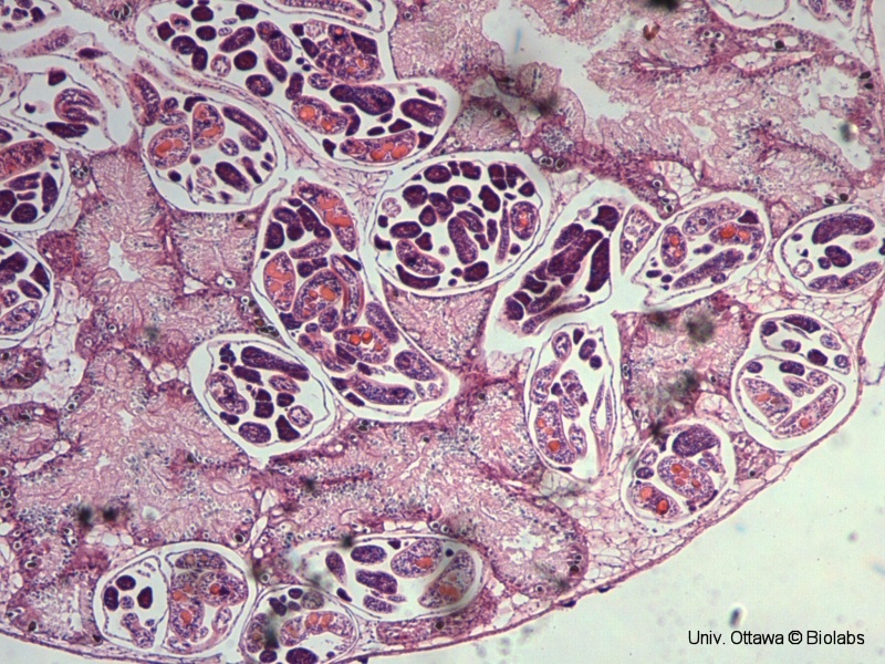 trem076p.jpg trem076p.jpg