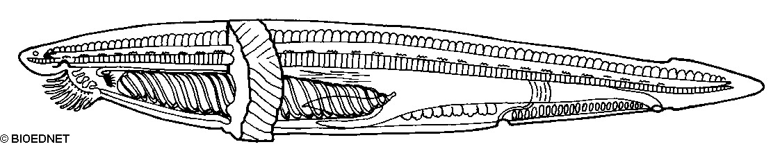 cepl001b.gif cepl001b.gif