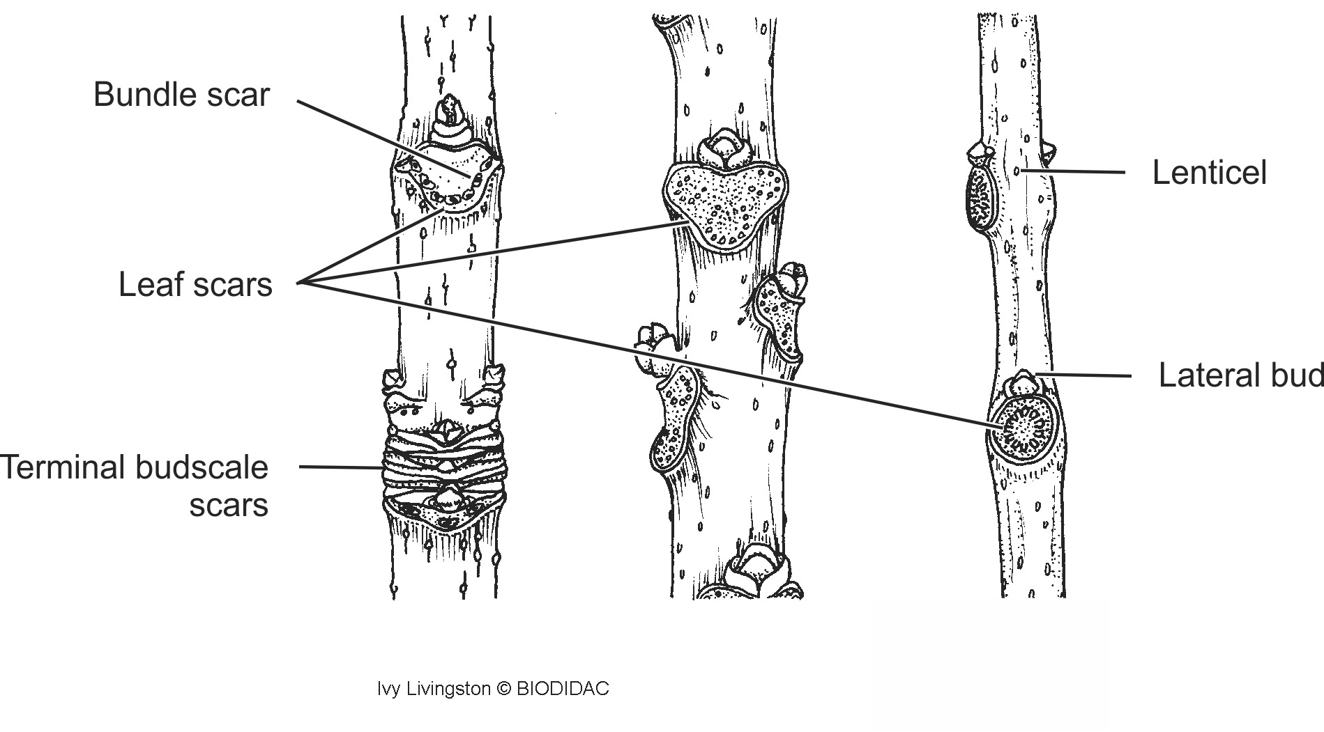 dico016b-EN.png dico016b-EN.png