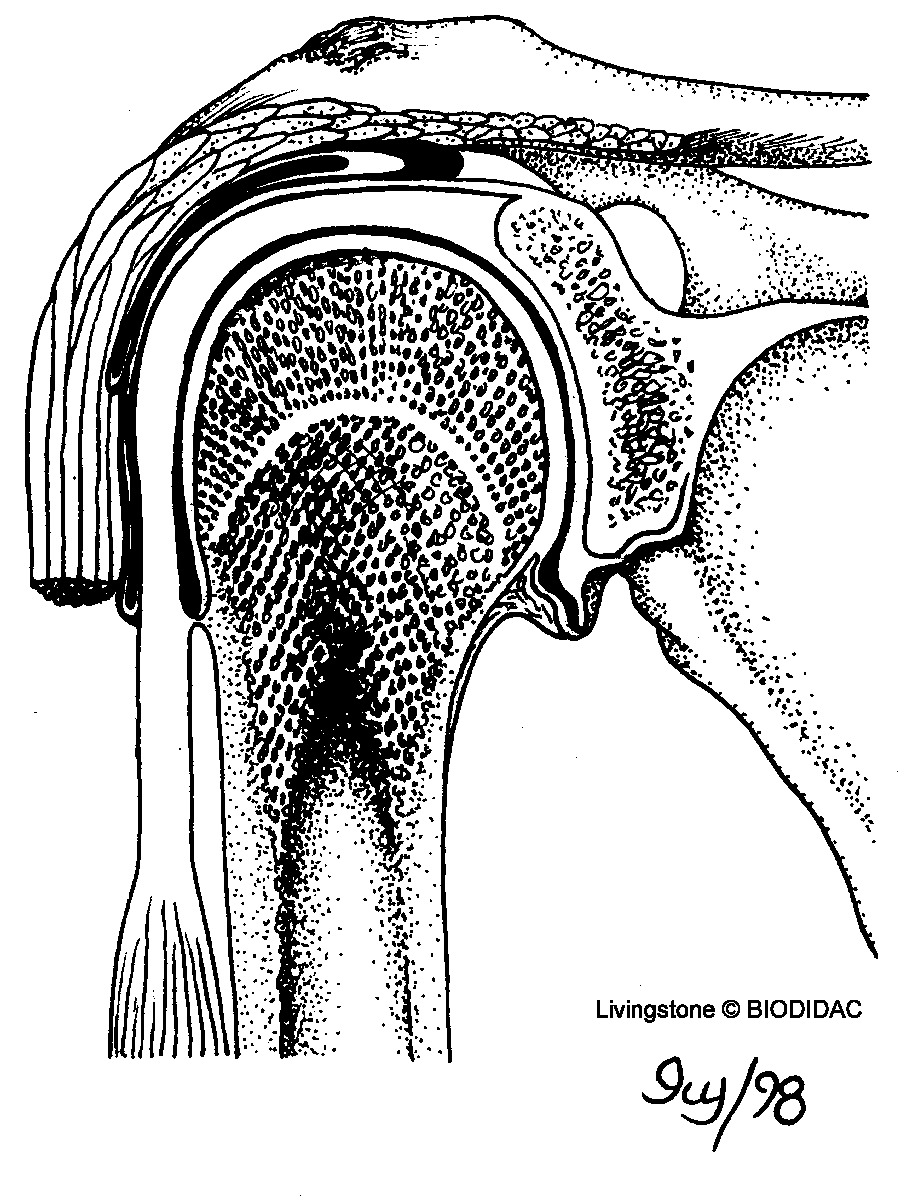 humn135b.gif