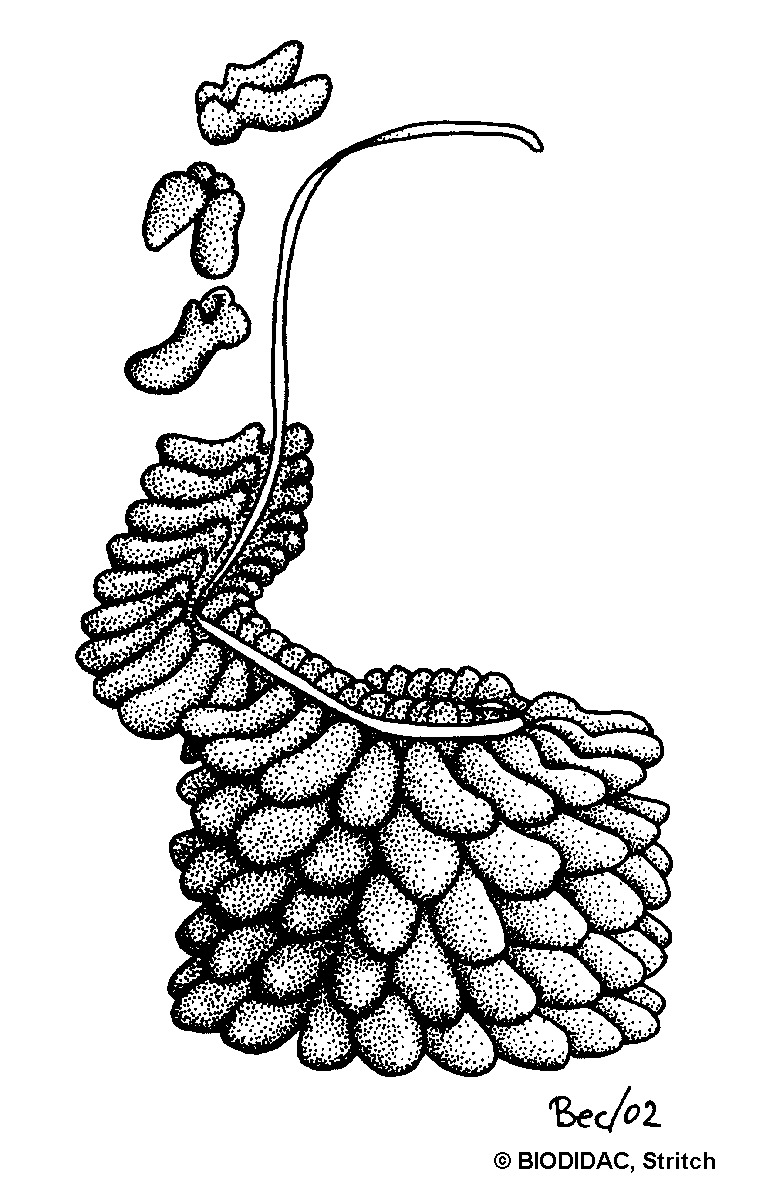 viru007b.gif viru007b.gif