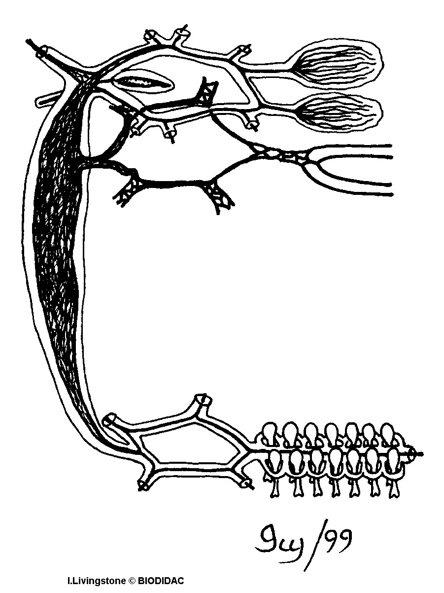 aste009b.gif aste009b.gif