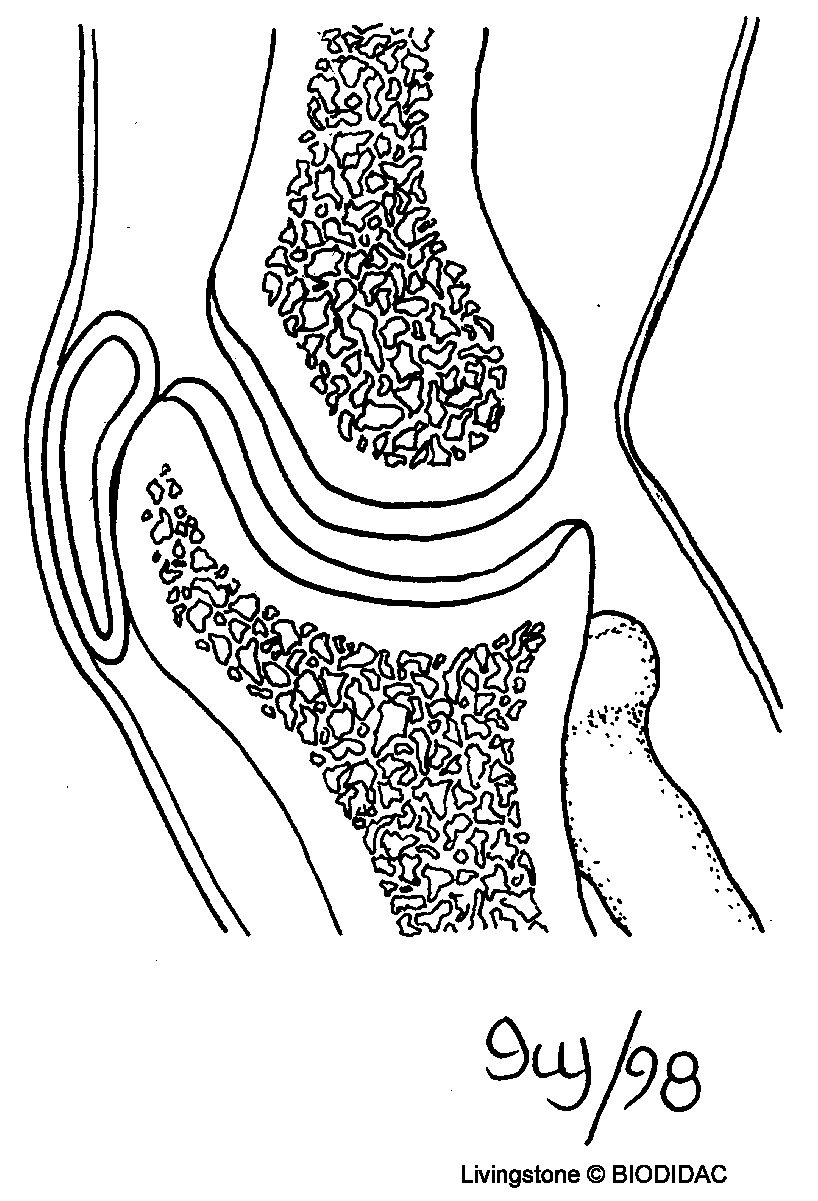 humn138b.gif