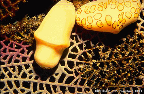 gast060p.jpeg gast060p.jpeg