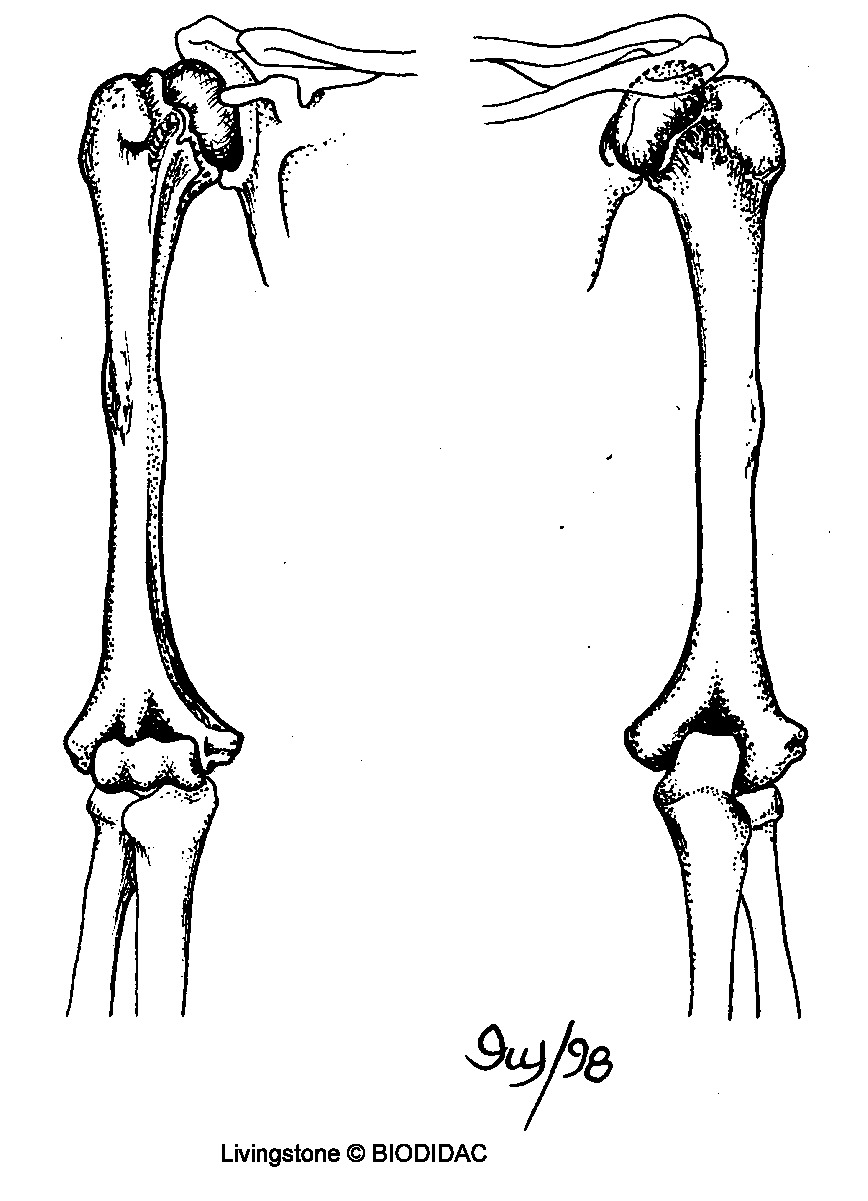 humn120b.gif