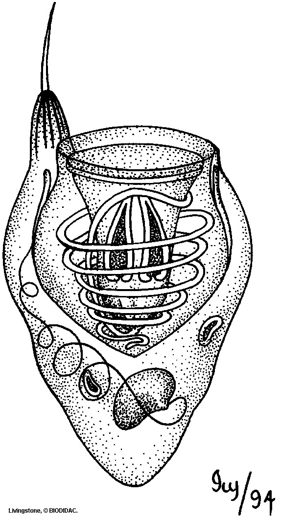 cnid003b.gif cnid003b.gif