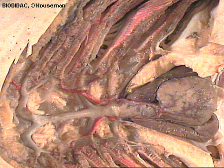 squa127p.jpeg squa127p.jpeg