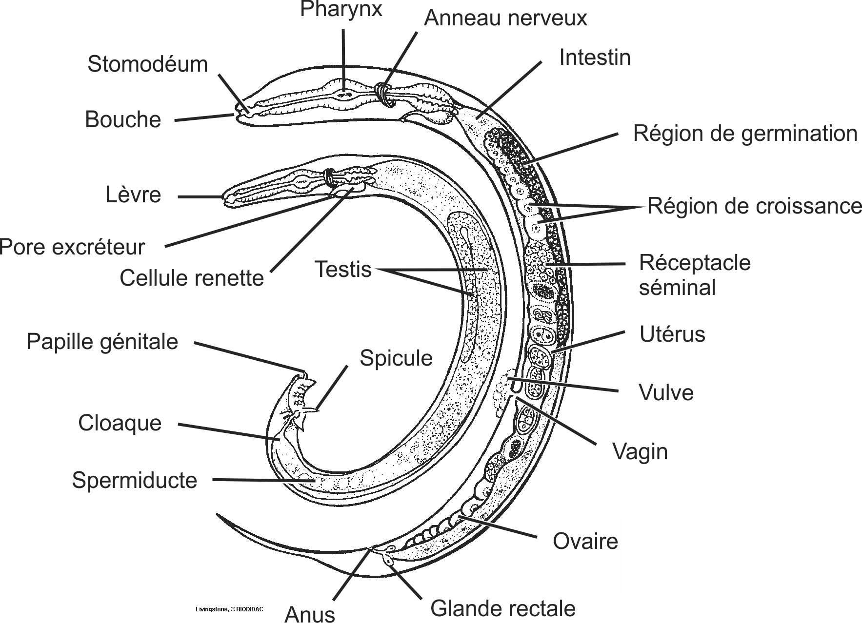 nema003b-FR.png nema003b-FR.png