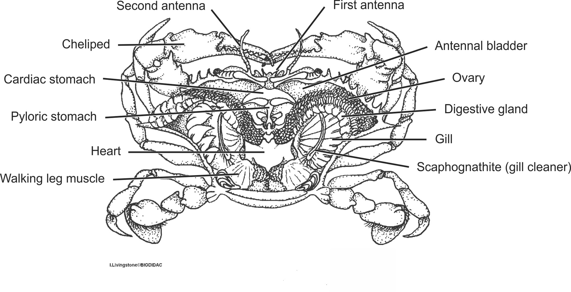 crus039b-EN.png crus039b-EN.png