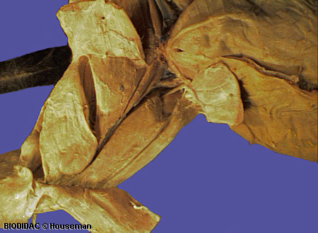 feli037p.jpeg feli037p.jpeg