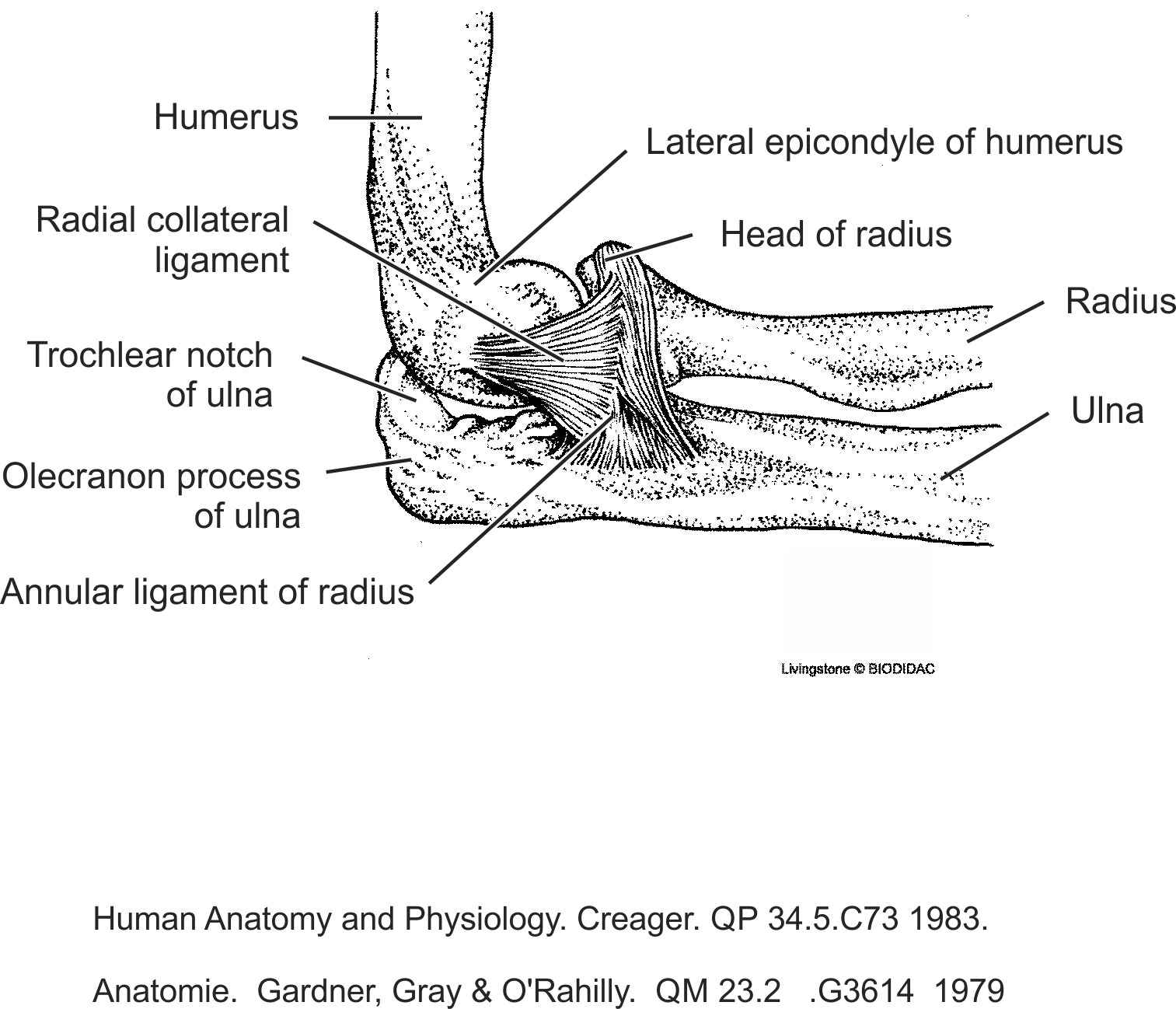 humn132b-EN.png