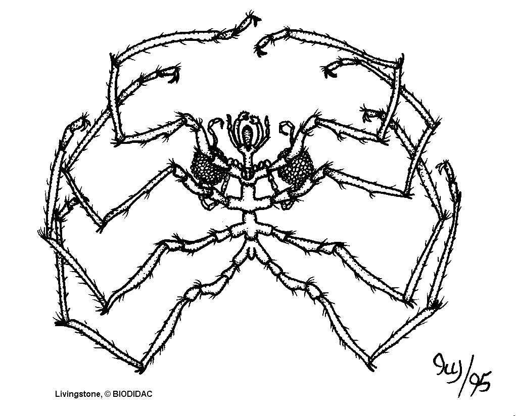 chel004b.gif chel004b.gif