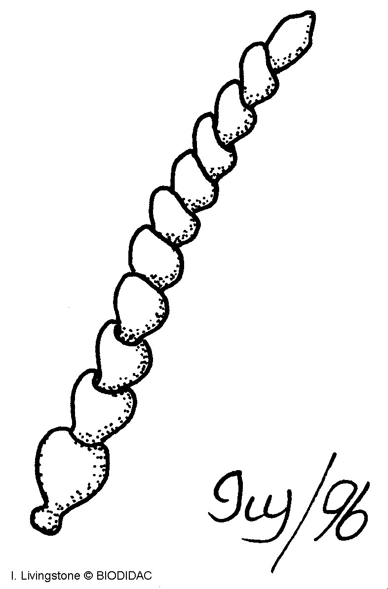 inse029b.gif inse029b.gif