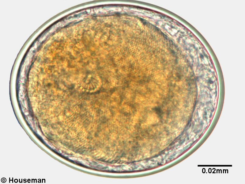trem062p.jpg trem062p.jpg