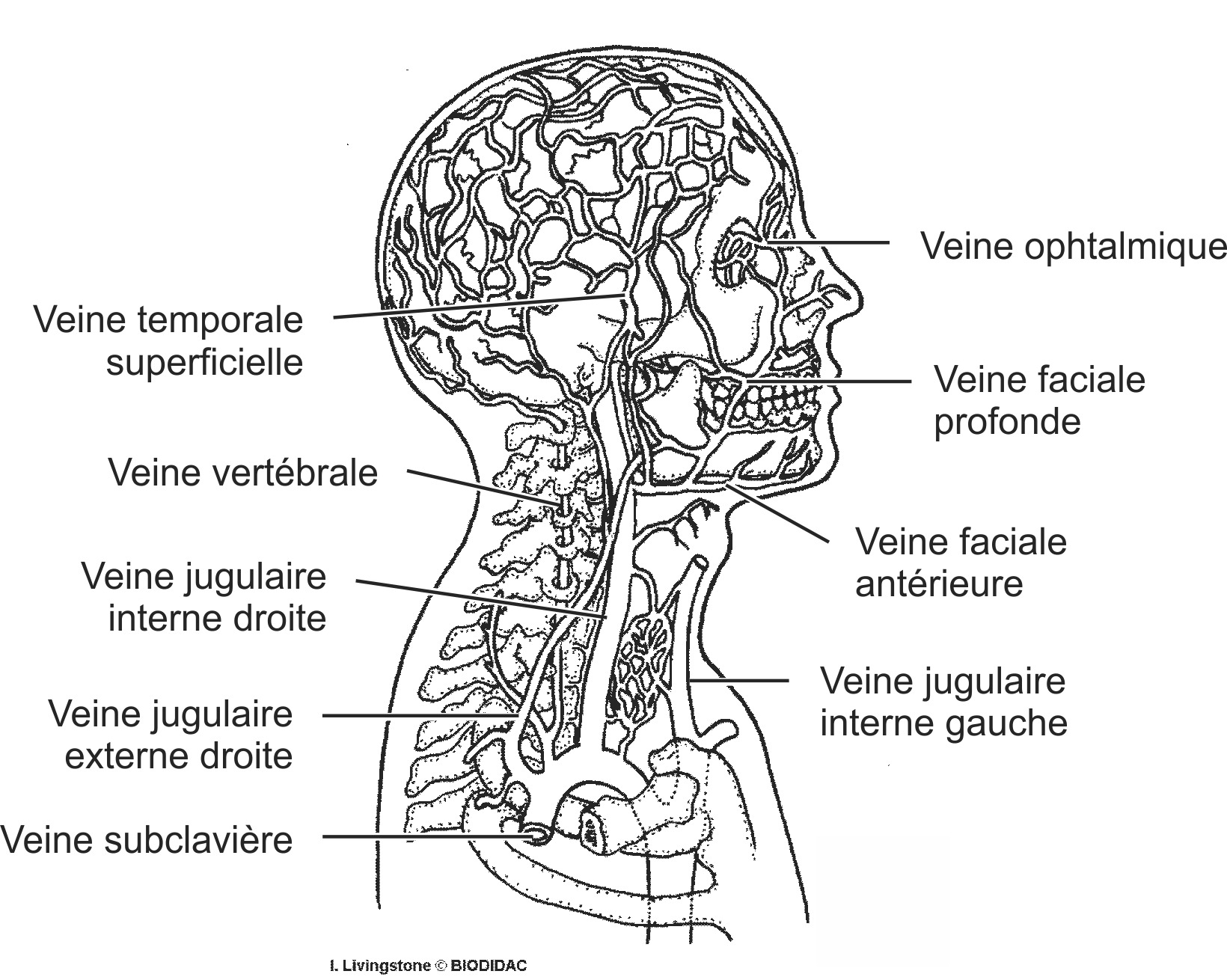 humn190b-FR.png