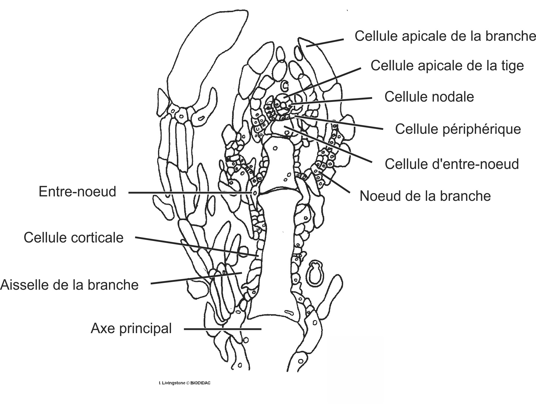 chro002b-FR.png