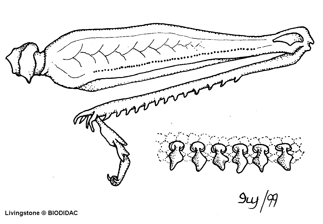 inse114b.gif inse114b.gif