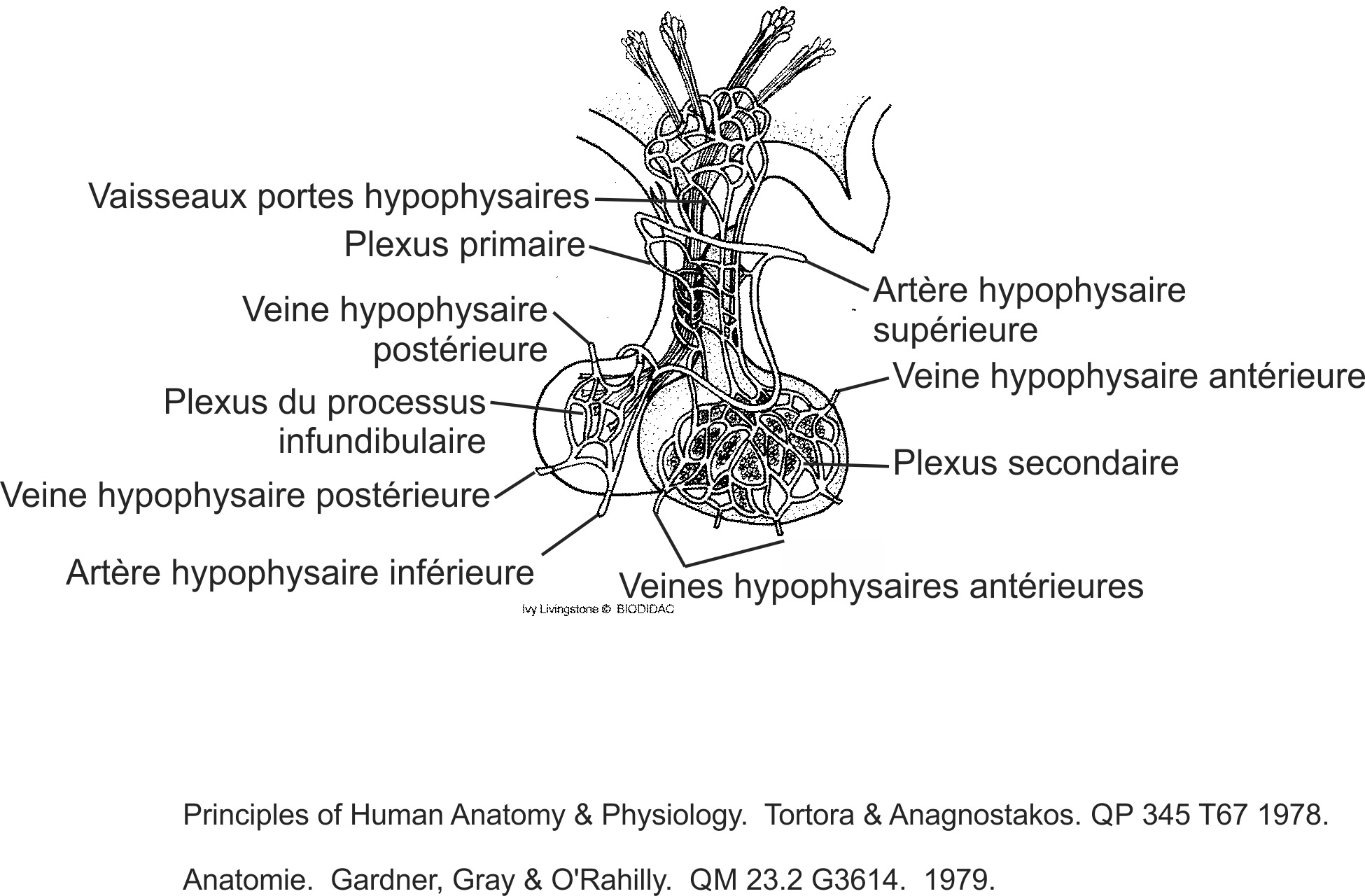 humn113b-FR.png