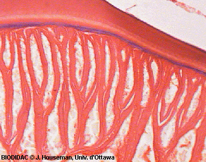 nema026p.jpeg nema026p.jpeg