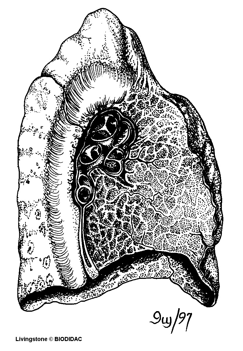 humn027b.gif humn027b.gif