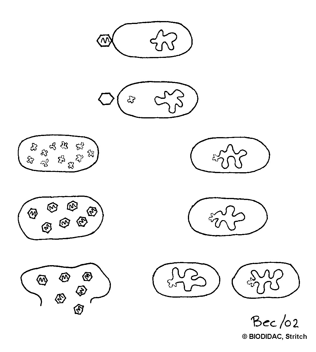 viru004b.gif viru004b.gif