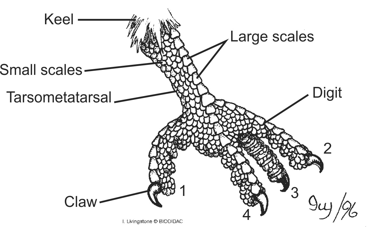 aves010b-EN.png