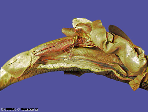 squa049p.jpeg squa049p.jpeg