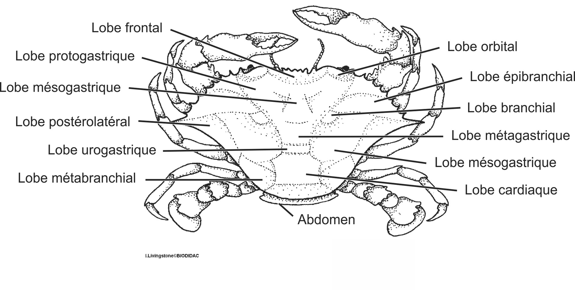 crus036b-FR.png