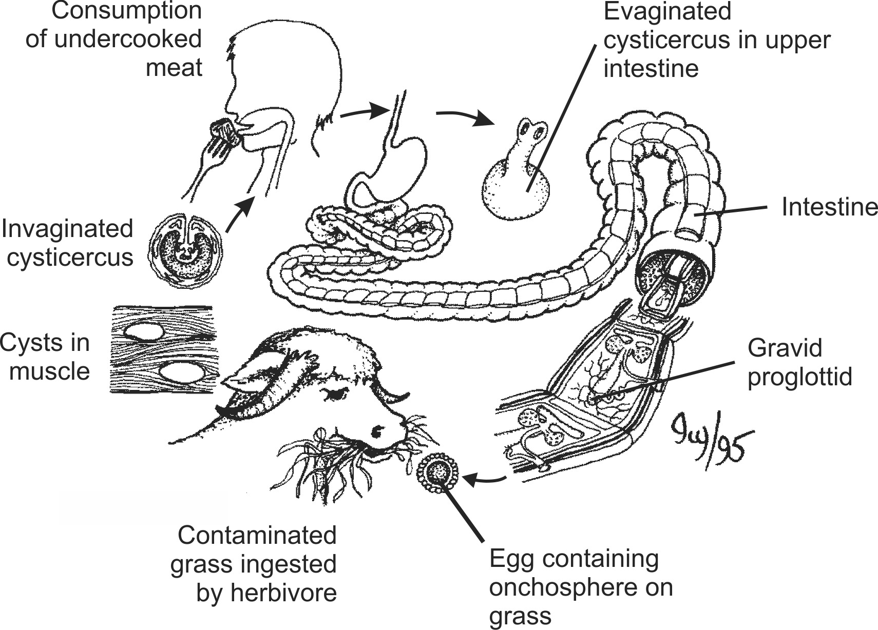 cest005b-EN.png cest005b-EN.png