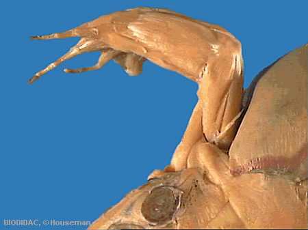 rana034p.jpeg rana034p.jpeg