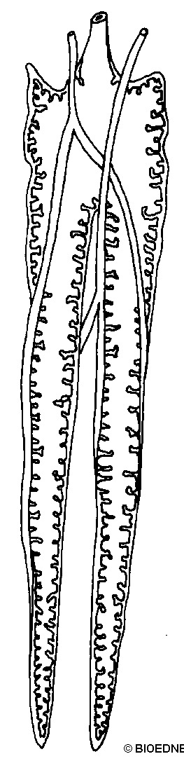 oste010b.gif oste010b.gif