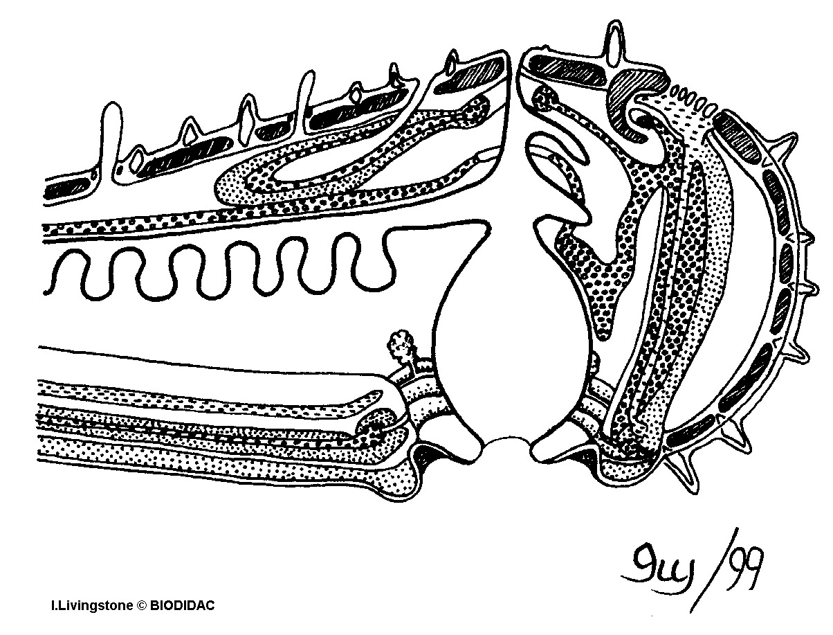 aste007b.gif aste007b.gif