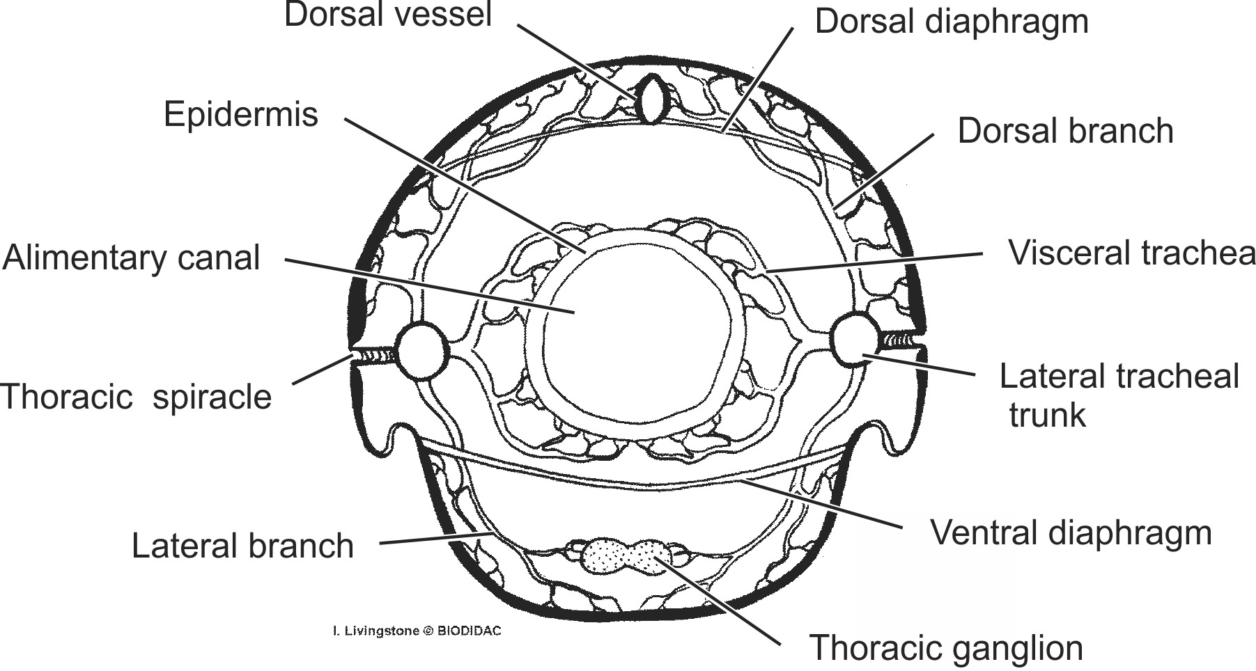 inse020b-EN.png inse020b-EN.png