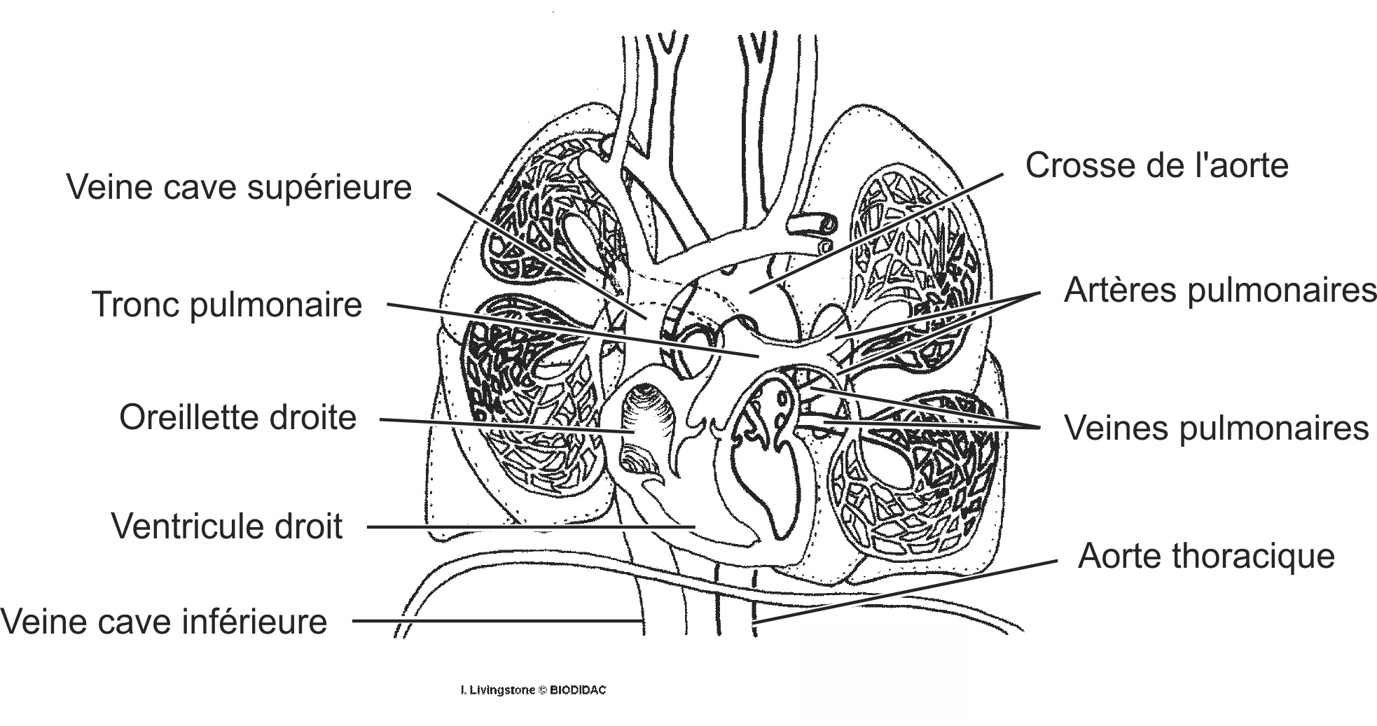 humn192b-FR.png