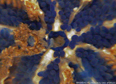 aste011p.gif aste011p.gif