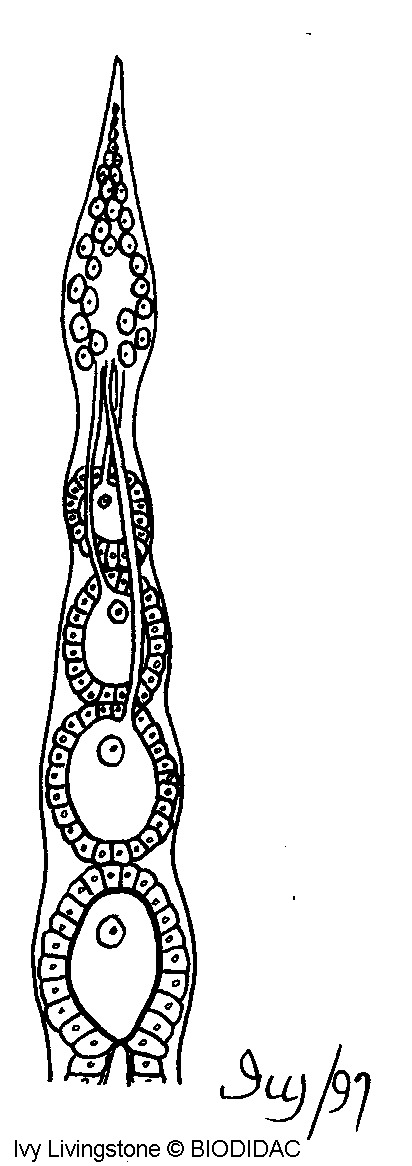 inse071b.gif inse071b.gif