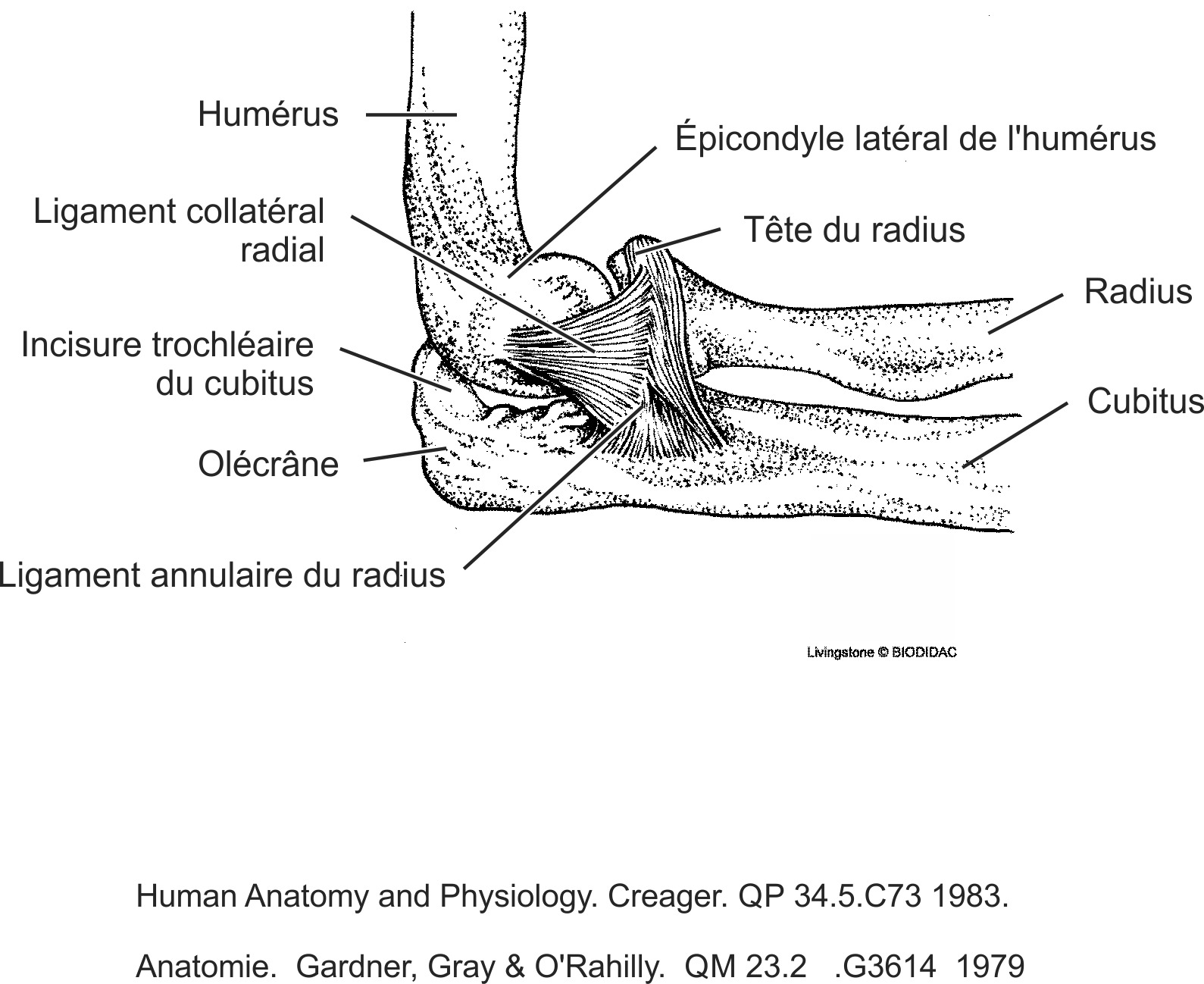 humn132b-FR.png