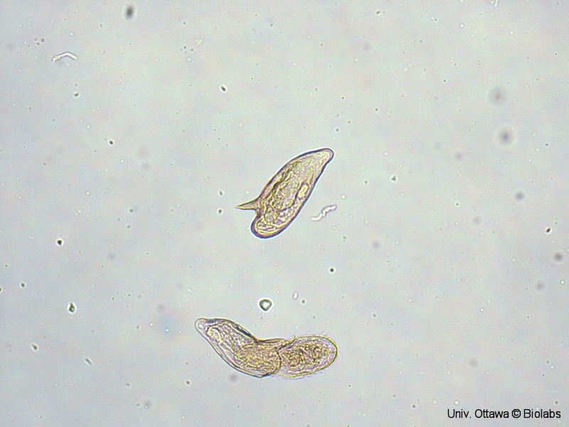 trem100p.jpg trem100p.jpg