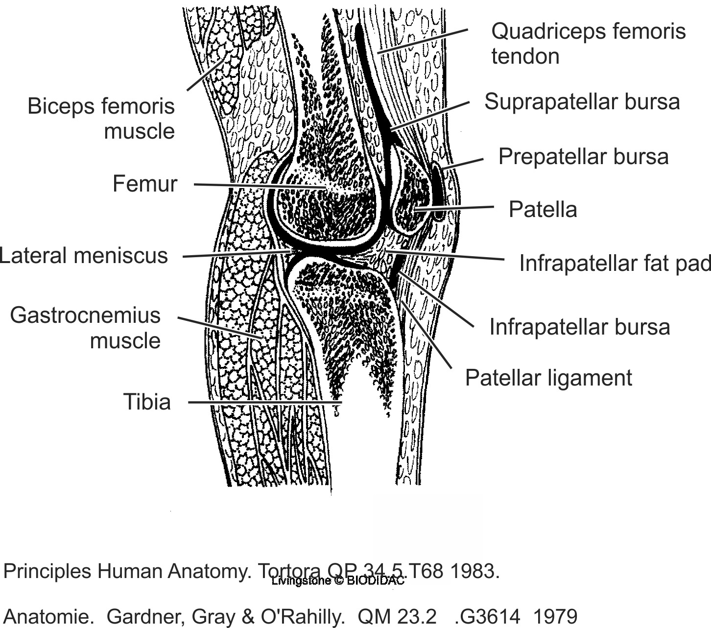 humn129b-EN.png