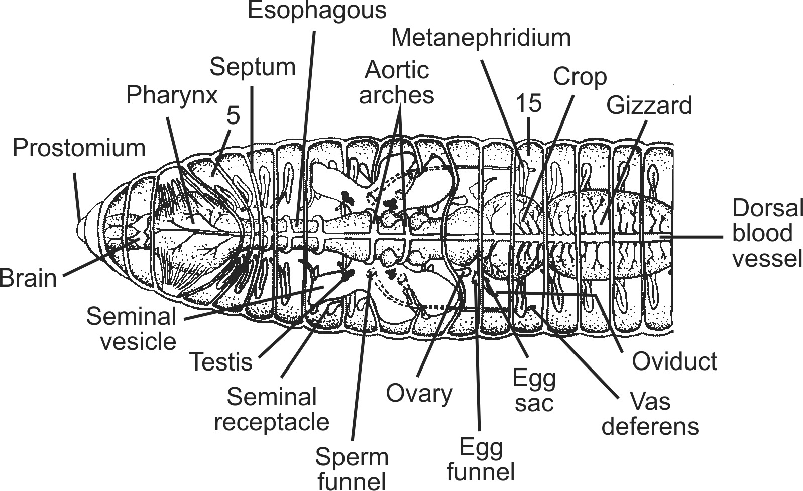 olig008b-EN.png