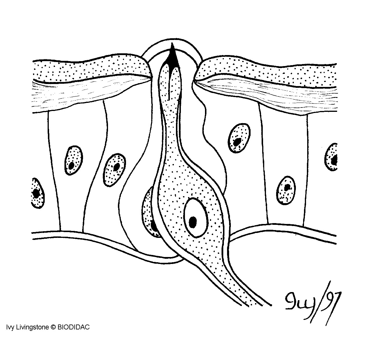 inse079b.gif inse079b.gif