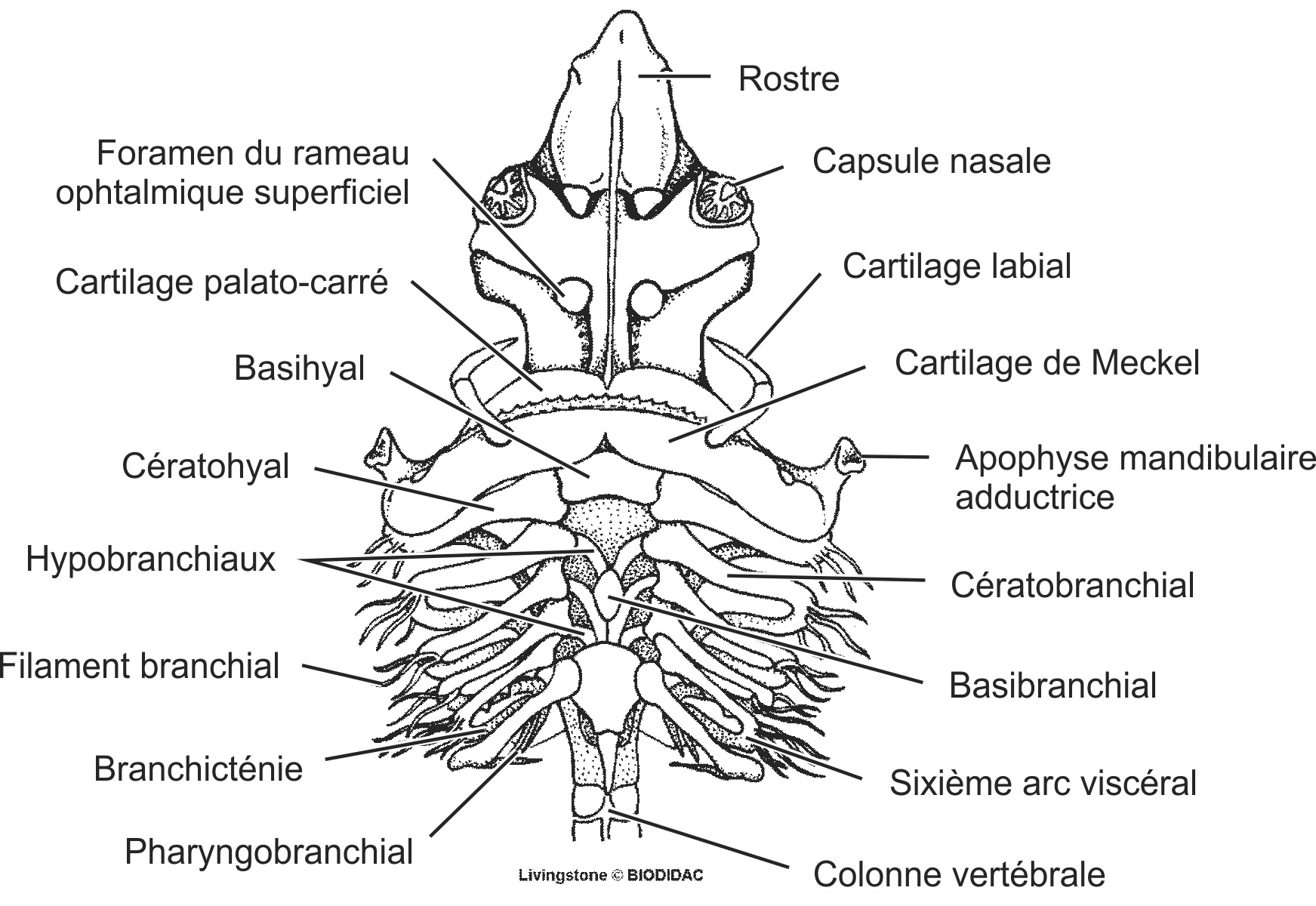 chon027b-FR.png