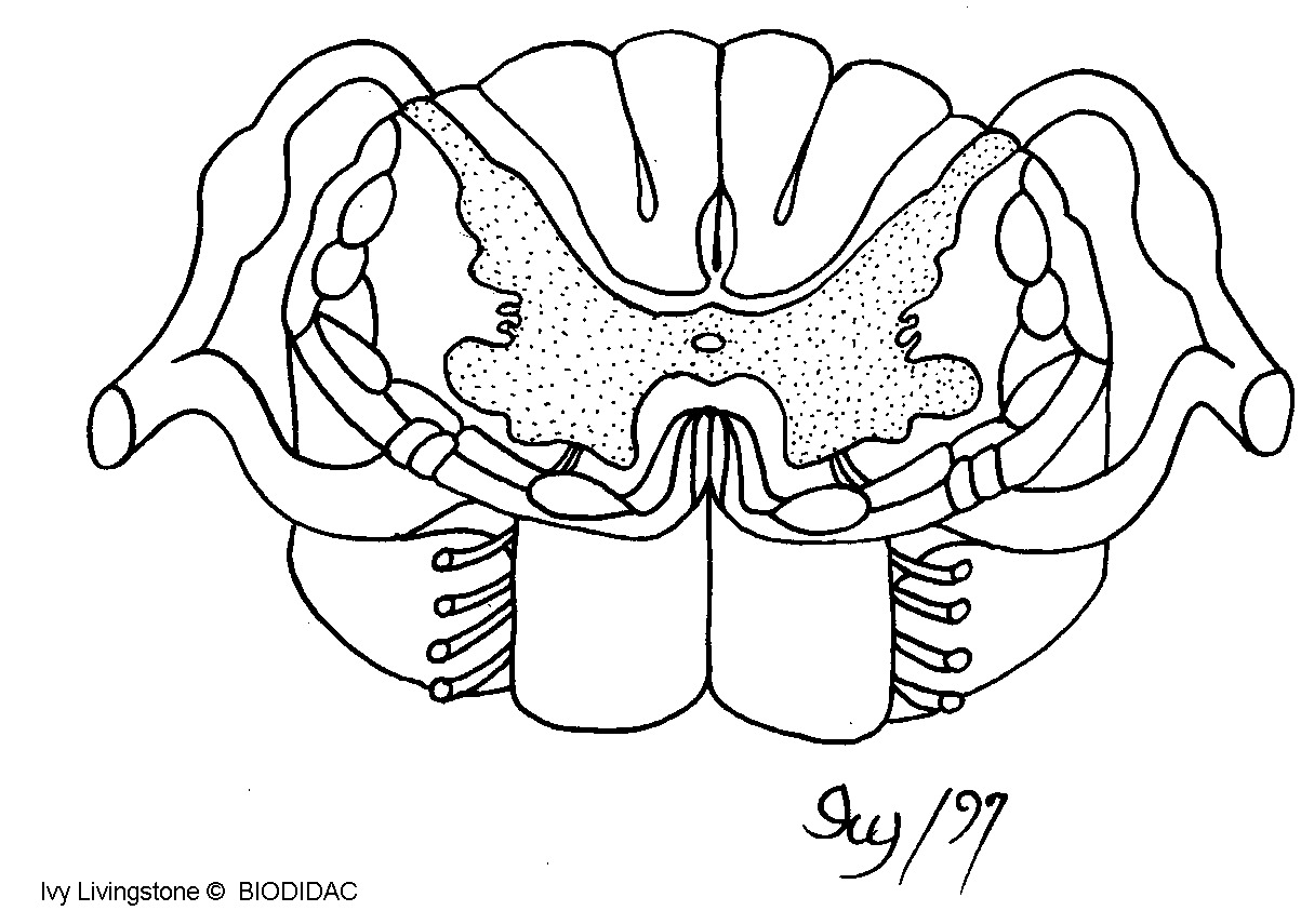 humn105b.gif