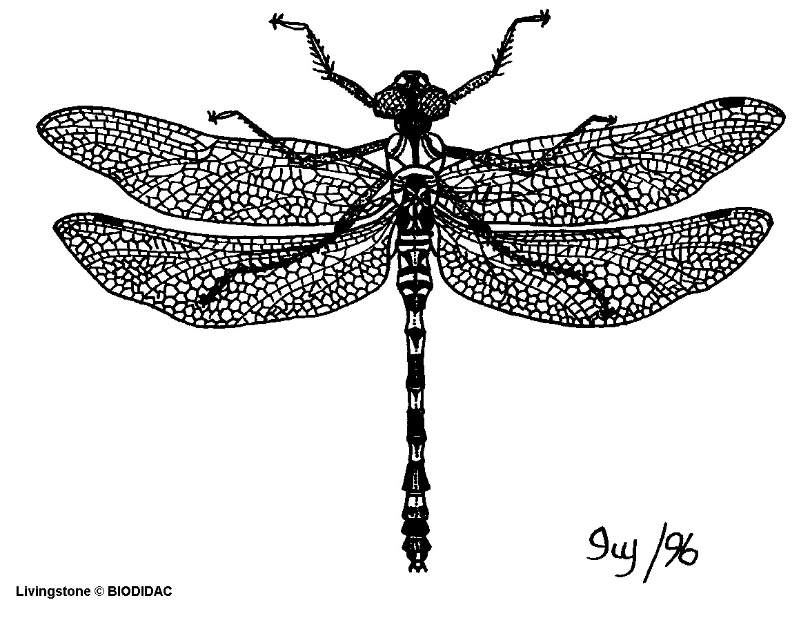 odon001b.gif odon001b.gif