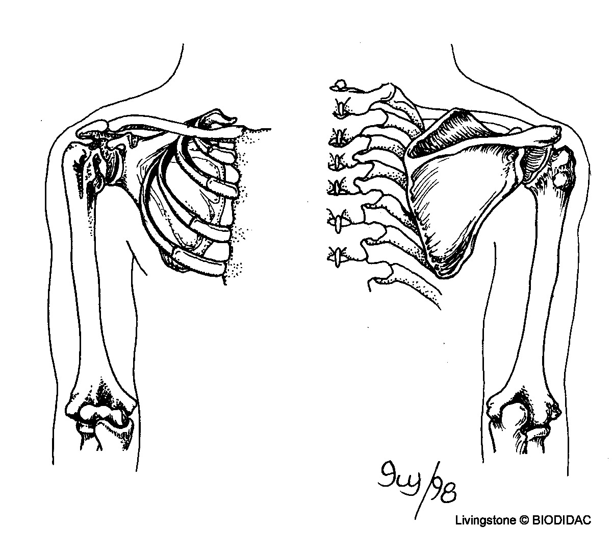 humn118b.gif