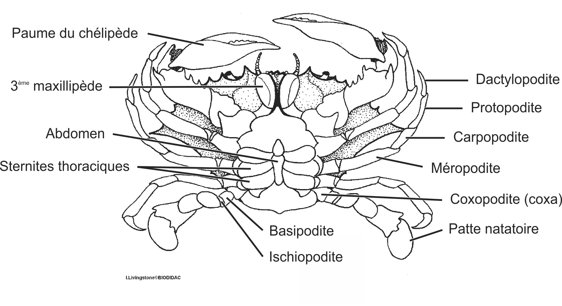 crus035b-FR.png