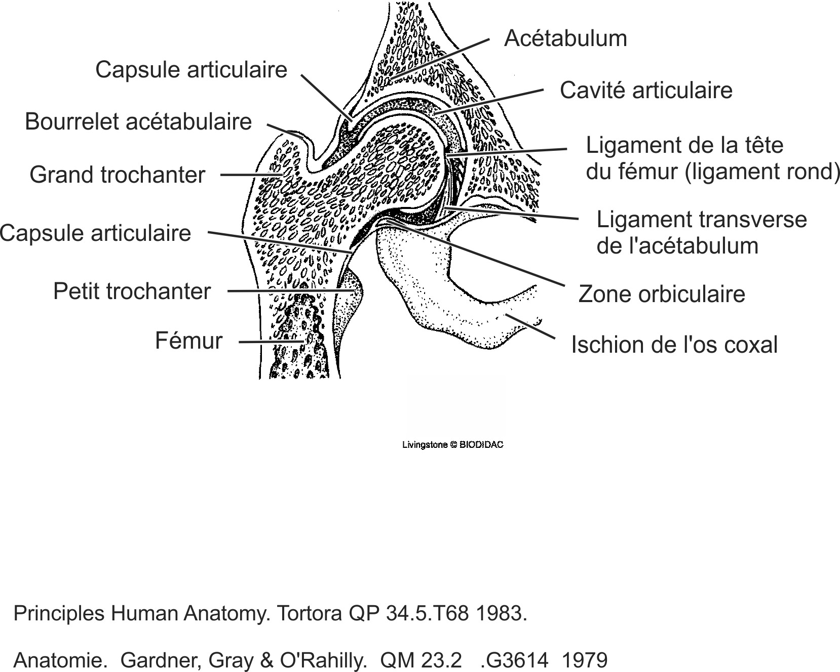 humn133b-FR.png