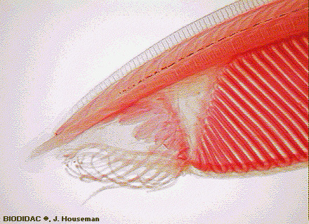 cepl023p.gif cepl023p.gif