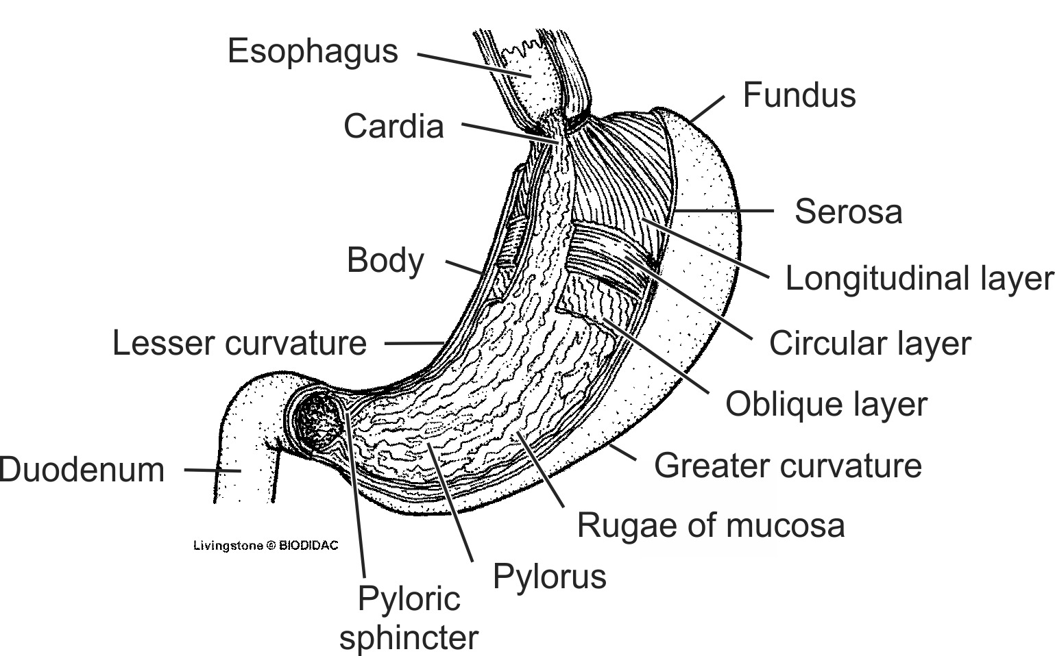 humn065b-EN.png